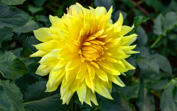 Желтый георгин