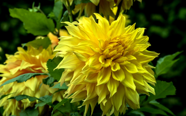 Желтый декоративный георгин