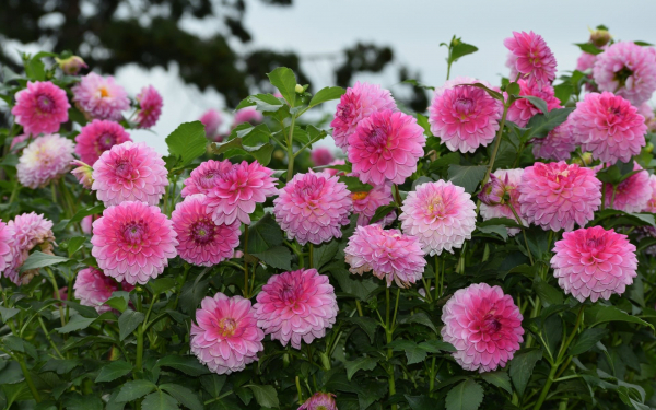 Клумба розовых георгин