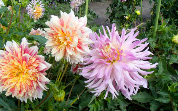 Красивые крупные георгины