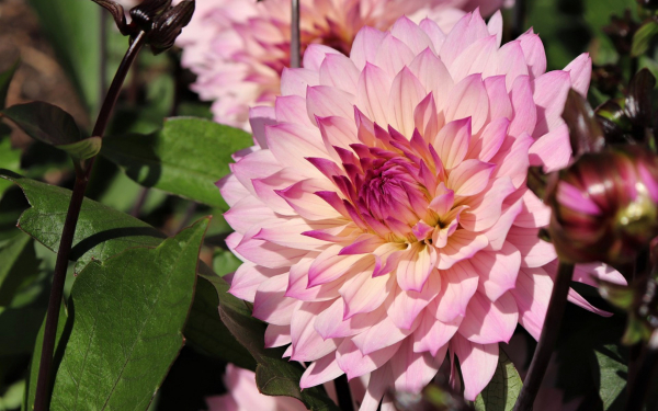 Красивый розовый георгин