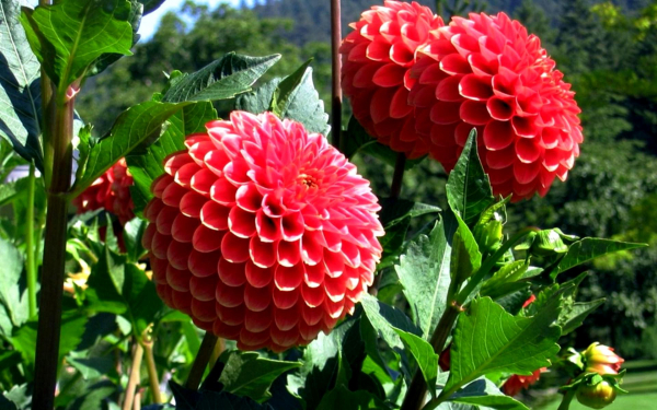 Красные шаровидные георгины
