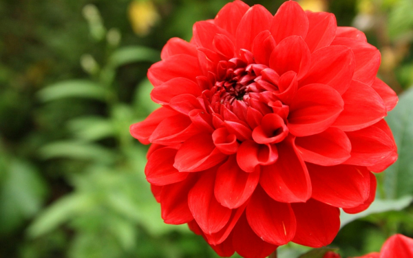 Красный георгин