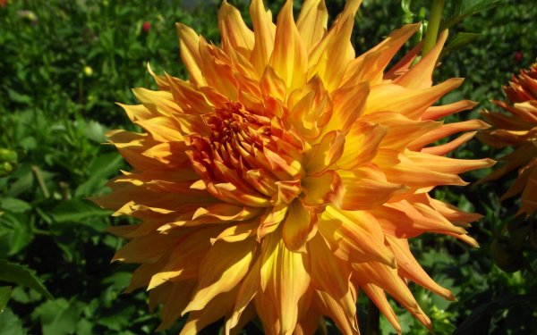 Оранжевый георгин