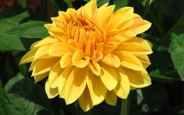 Цветок георгин желтый