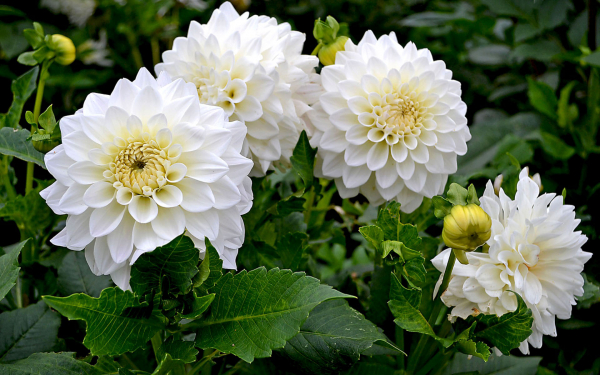 Белые георгины