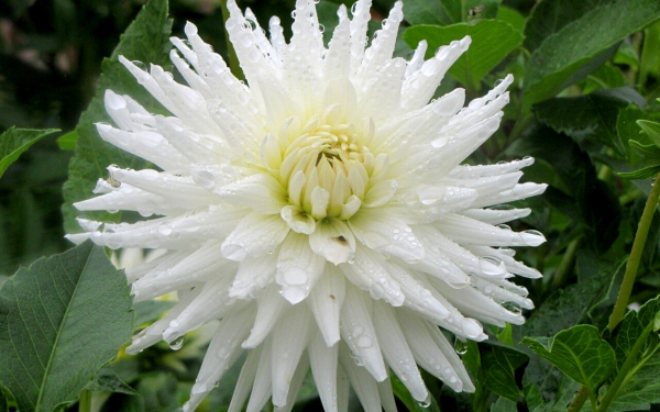 Белый гергин в каплях дождя