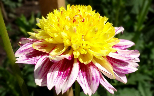 Георгин Boogie Woogie