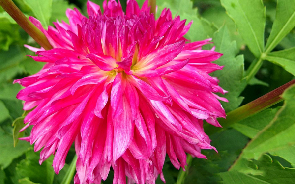 Георгин Kenora Frills