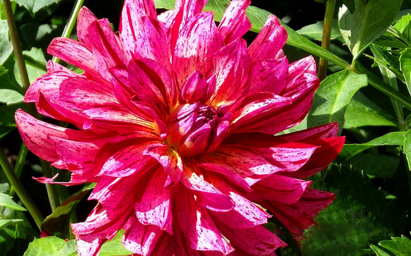 Георгин Mingus Tony