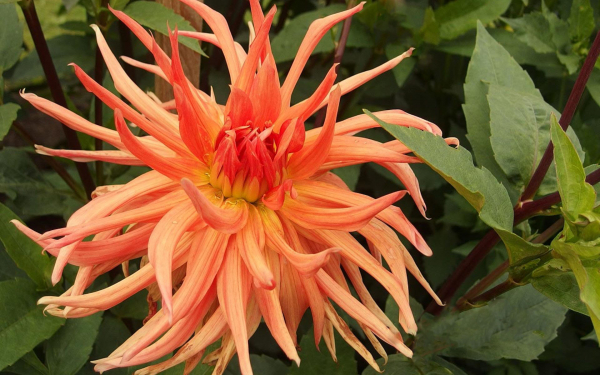 Георгин Аннеле