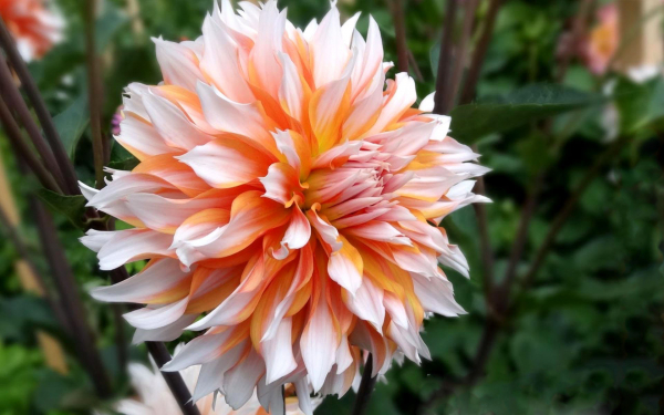 Георгин Апельсин