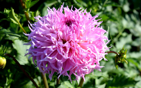 Георгин Мингус Леро