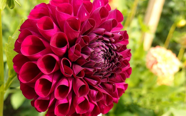 Георгин Мраморный шар