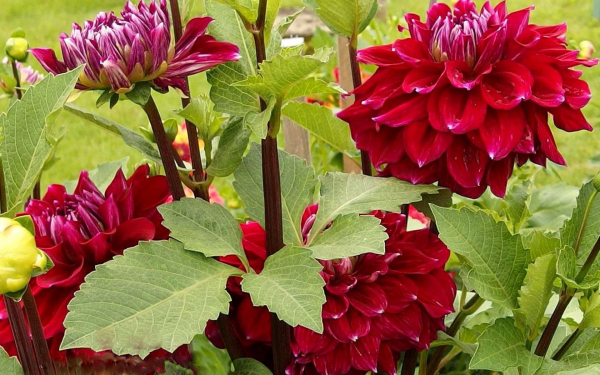 Георгин Ночная Зара