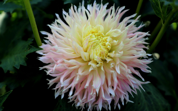 Георгин Хапет Шампань