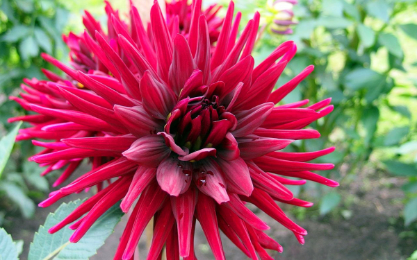 Георгин Холлихилл Дарк Ви