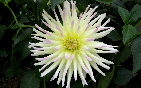 Георгин Шутинг Стар