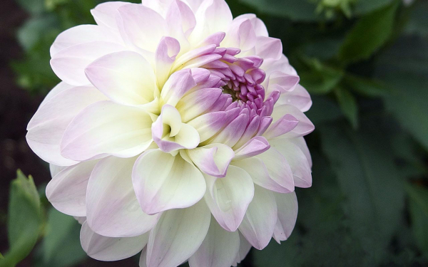 Георгин Эвелин