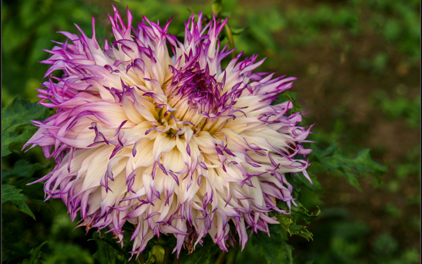 Георгин бахромчатый