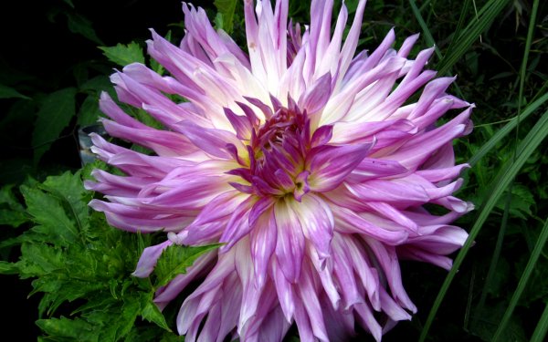 Георгин кактусовый Mingus Randy