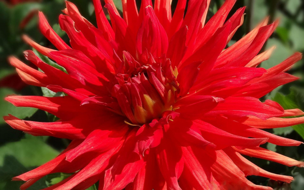 Георгин красный