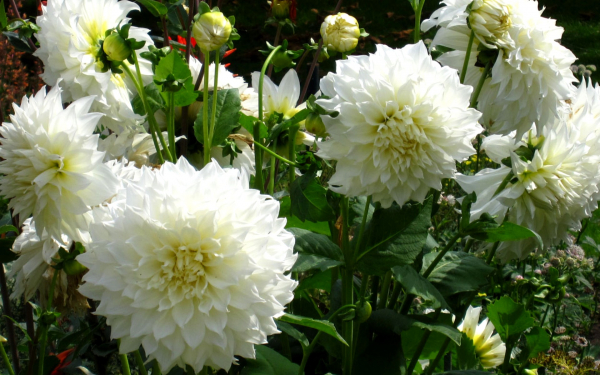 Георгина Fleurel