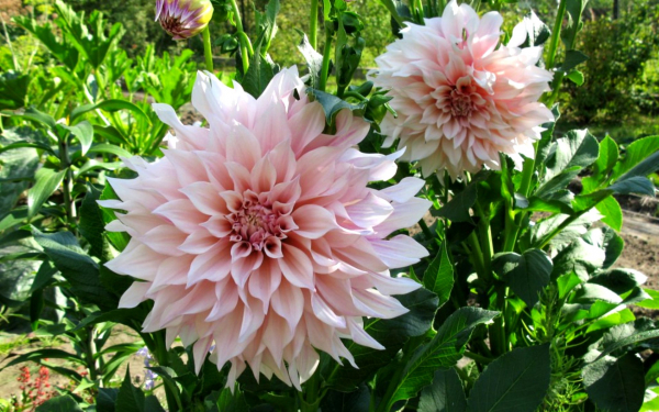 Георгины кафе о Ле