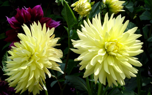 Георгины цветы осени