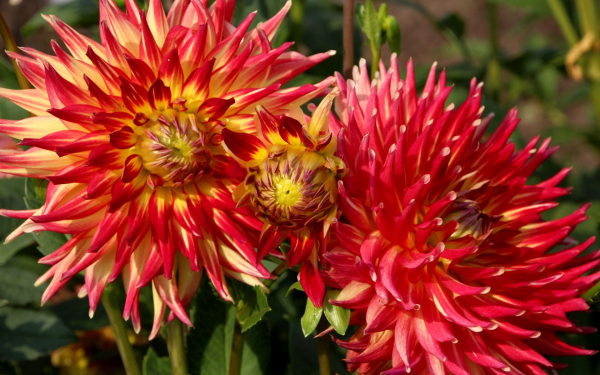 Георгин Шоу энд Телл