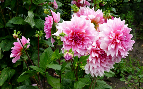 Декоративные розовые георгины