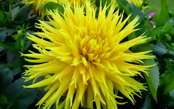 Желтый георгин