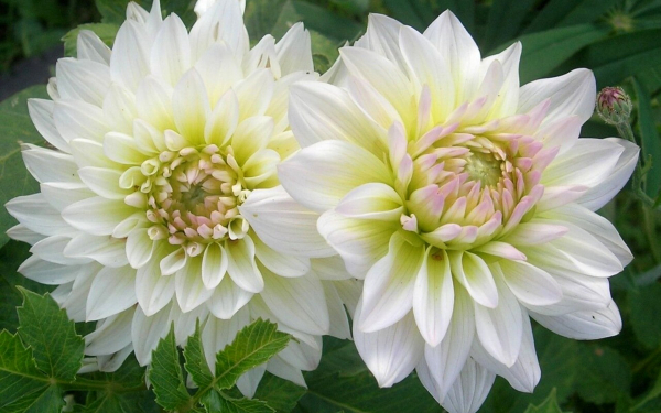 Красивые белые горгины