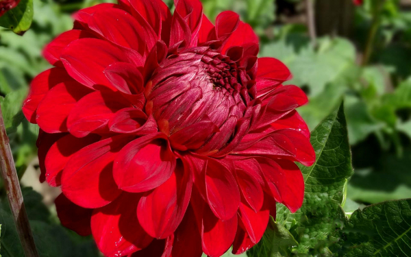 Красный георгин