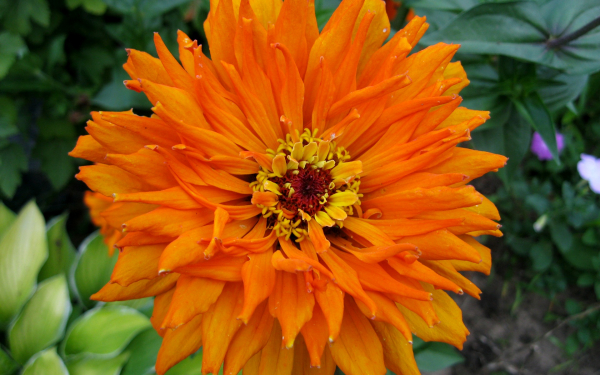 Оранжевый георгин