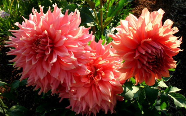 Розовые георгины