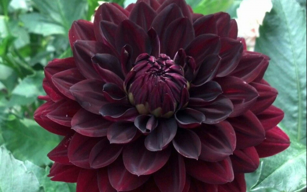 Георгин Hollyhill Black