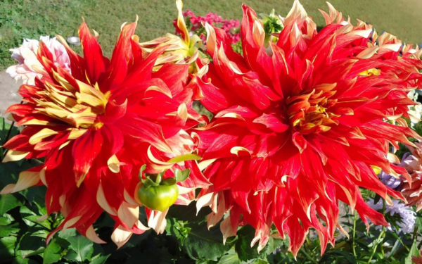 Георгин Дерзкий