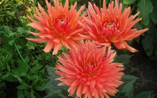 Георгин Клемент Эндерс