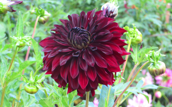 Георгин Табаго