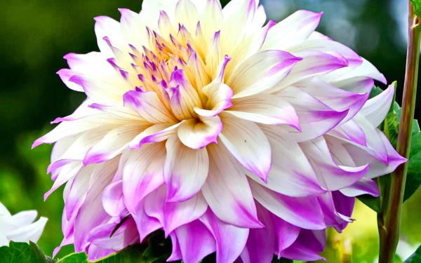 Георгин Фернклифф Илюжн