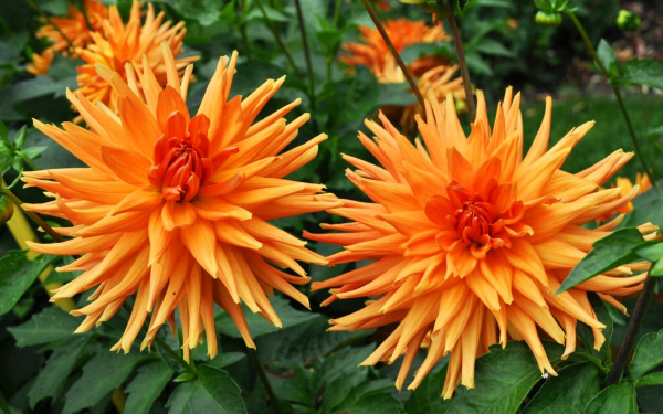 ГеоргинЫ оранжевые