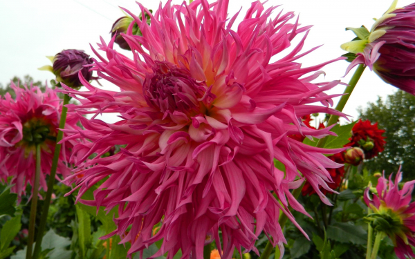 Георгина Арика