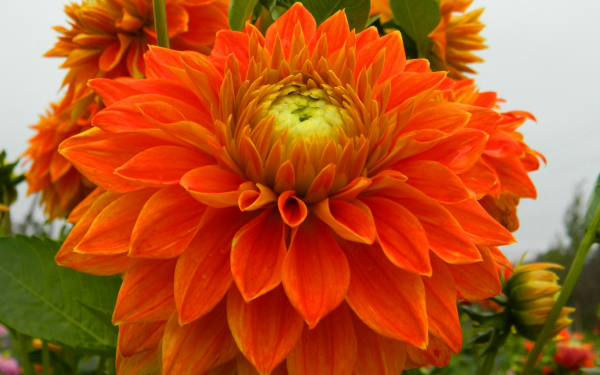 Георгина Белодонна