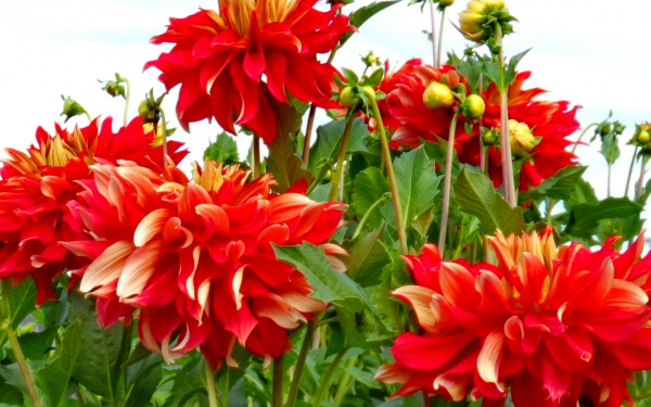 Георгина Бодашез