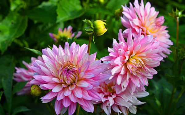 Георгина Ванесса