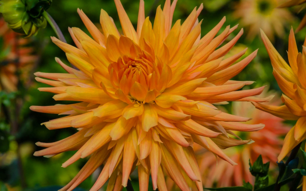 Георгина Золотая Корона