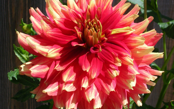 Георгина Пикколо