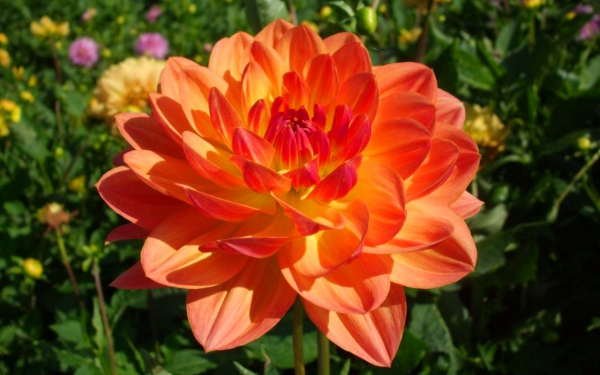 Георгина Пэм Хауден