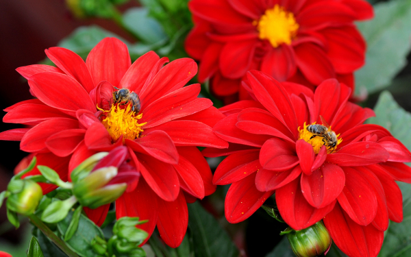 Георгина Фигаро